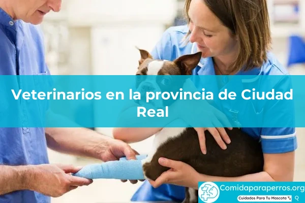 Veterinarios en provincia Ciudad Real