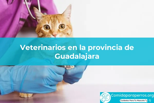 Veterinarios en provincia Guadalajara