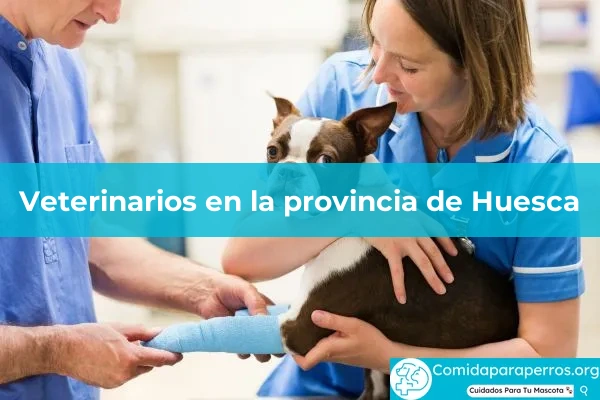 Veterinarios en provincia Huesca