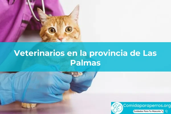 Veterinarios en provincia Las Palmas