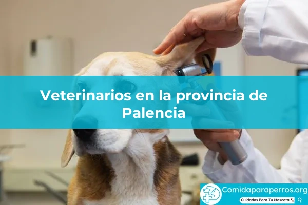 Veterinarios en provincia Palencia