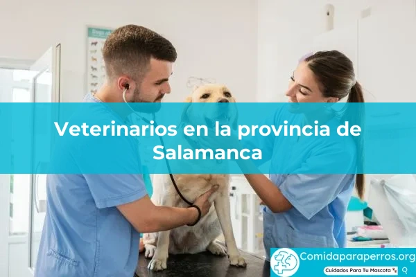 Veterinarios en provincia Salamanca