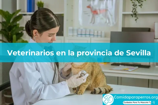 Veterinarios en provincia Sevilla