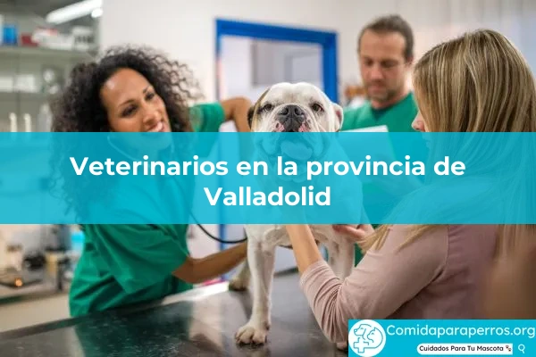 Veterinarios en provincia Valladolid