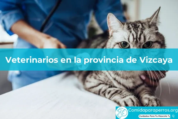 Veterinarios en provincia Vizcaya