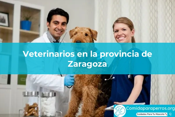 Veterinarios en provincia Zaragoza