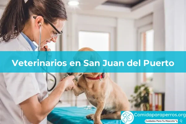 Veterinarios en San Juan del Puerto