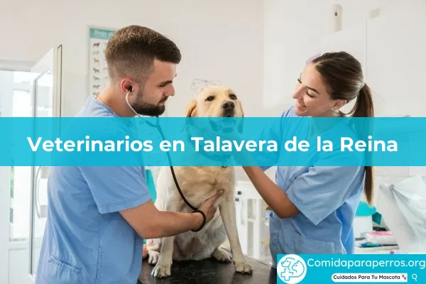 Veterinarios en Talavera de la Reina