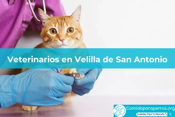 Veterinarios en Velilla de San Antonio